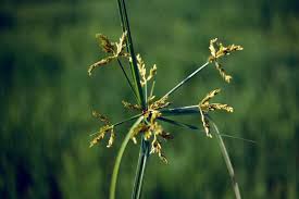 Image result for Cyperus cyperoides
