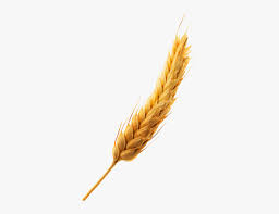 Miava alto um gato branco rondando a lixeira sem lixo. Espiga Hd Png Download Kindpng
