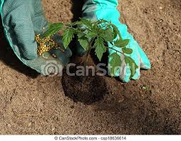Maybe you would like to learn more about one of these? Tomato Fertilizer Garden Work Putting Fertilizer To Tomato Plant Canstock