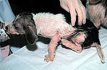 How do you identify mange on dogs? Mange Wikipedia