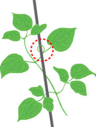 クレマチスの品種紹介 育て方 管理 剪定 クレマチス専門ナーセリー 及川フラグリーン