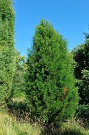 Image result for Callitris endlicheri