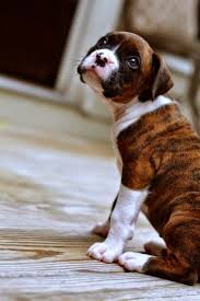 The Friendly Fur Top 10 Family Friendly Dog Breeds Yavru Kopek Cok Sirin Hayvanlar Evcil Hayvanlar