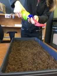 Peel the fruit and collect the seeds. Prickly Palace Growing Cactus From Seed Kidsgardening