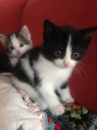 Free kittens free 3 orange short haired kittens, 2 multicolored short haired kittens for free they need a home asap very friendly haven't gotten any vaccinations. Kittens For Free Cats For Adoption In Nenagh Tipperary From Susannhuschke