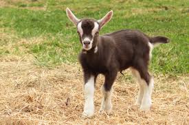 The toggenburg mini goat is an animal that is available in farmville 2 as a prize for completing all sixteen tasks at the winter gala. Toggenburg Goat Info History Milk Production Farming Pictures Breeds List