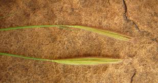 Image result for Enteropogon