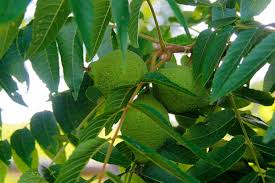 Toxicity Of Black Walnut Trees In Ohio Dengarden