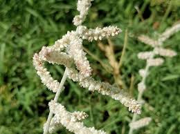 Image result for Aerva javanica