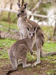 Kangaroo Family Big Foot Marsupials Animals Kangaroo Animals Beautiful