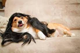 Draw Me Like One Of Your French Girls Titanic Lolol Awkward Animals Funny Animal Pictures Animals