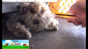 Tag with your phone number on it to the shelter or rescue organization. Little Paws Yorkie Rescue Petfinder