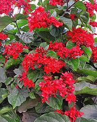 Image result for Clerodendrum splendens