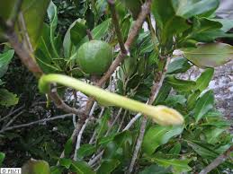 Image result for Hyperacanthus