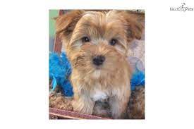 The jacksonville maltipoo puppies for sale you'll see on uptown are a designer breed. Cinnamon Morkie Yorktese Puppy For Sale Near Jacksonville Florida 68a7ce44 1871 Morkie Puppies Morkie Puppies For Sale Morkie