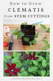 Maybe you would like to learn more about one of these? How To Grow Clematis From Cuttings Empress Of Dirt