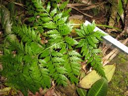 Image result for Polyphlebium borbonicum