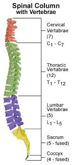 A backbone is the part of the computer network infrastructure that interconnects different networks and provides a path for exchange of data between these different. Sci Injuries How They Occur Level Of Injury