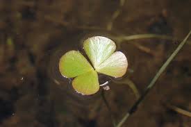 Image result for Marsileaceae