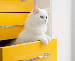 Pin En Angora Turco