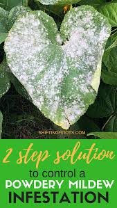 Whichever weed killer you use you may still have to pull out or dig out your bramble bush. The 2 Step Solution To Control Powdery Mildew Powdery Mildew Plant Diseases Cucumber Plant