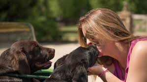 We did not find results for: Lure Labradors