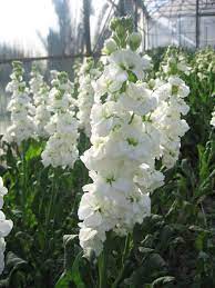White Stock Flowers Seed Matthiola Incana Gillyflower Perfume Plant Stock Flower Types Of White Flowers Flower Seeds