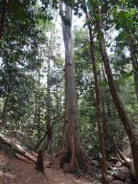 Image result for Newtonia buchananii