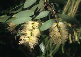 Image result for Melaleuca quinquenervia