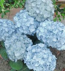 Nikko blue hydrangeas can tolerate full sun but prefer partial sun and shade. Keeping Hydrangeas Healthy Happy Blue