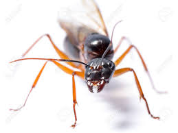 Sie zählt zu den größten in mitteleuropa vorkommenden ameisenarten. Nahaufnahme Von Schwarz Rossameise Camponotus Oder Pennsylvanicus Geflugelten Mannchen Auf Weissem Hintergrund Lizenzfreie Fotos Bilder Und Stock Fotografie Image 35929000