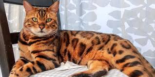 Dalam proses pemeliharaanya, kucing yang satu ini memerlukan perawatan khusus pada bulunya, yaitu dengan menggosok secara lembut dengan menggunakan sikat yang halus. Kucing Bengal Ciri Ciri Jenis Sejarah Fakta Uniknya Pintarpet