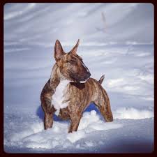 Bull Terrier Olive Stunning Bull Terrier Balanced And Beautiful Bull Terrier British Bull Terrier Bull Terrier Dog
