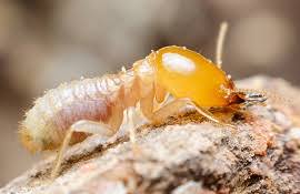 Gleneagles global hospitals, lakdikapul, hyderabad. Deccan Pest Control Deccan Pest Control
