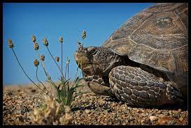 It openned up that day, and gone a few. Plants For Desert Tortoise Enclosure Spadefoot Nursery