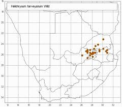 Image result for Helichrysum harveyanum