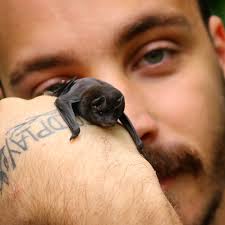 Insetívoro de respeito, esse carinha consome uma grande quantidade de  insetos alados, começando suas atividades no finalzinho de tarde. Se você  olhar pro céu nesse período, conseguirá vê-los buscando comida com manobras