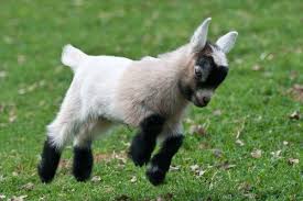Baby Goat Jumping Jpg 600 400 Baby Animals Animals Cute Baby Animals