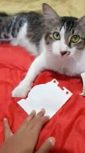 Pernahkah anda membawa pulang anak kucing baru? Ish Gambar Kucing Yang Comel