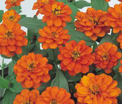 Zinnia profusion double fire features intensely vibrant orange flowers with double petals. Zinnia Profusion Double Fire 250 Seeds