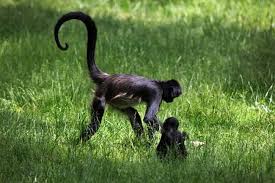 13 Small Monkey Breeds With Big Cute Eyes Some Can Be Pets Monkey Breeds Pet Monkey Spider Monkey