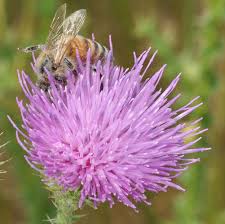 Image result for Carduus