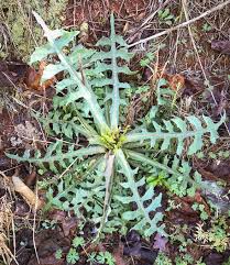 Image result for Lactuca ugandensis