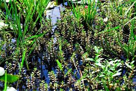 Image result for Rotala gossweileri