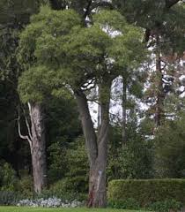 The underlying theme of the victorian garden, as in much of victorian life in general, was man's conquest over the elements.nothing exemplifies this so much as the lawn. Acacia Maidenii
