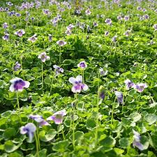 Image result for Viola hederacea