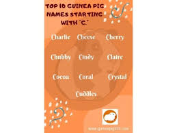Browse girls' names beginning with ch: Guinea Pig Name Idea Guinea Pig Names For Boys Girls Guinea Pig 101