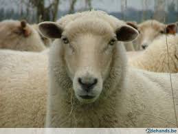 Pin By Cjcorr On Sheep Sheep Barnyard Animals Pet Birds