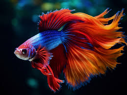 Bettas And Gouramis: Understanding Siamese Fighting Fish, Paradisefish,  Kissing Gouramis, And Other Anabantoids (Fish Keeping Made Easy): Alderton,  David: 9781931993135: Amazon.Com: Books