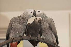 There Are Two Types Of Parrots For The African Grey Parrots The Congo Grey And The Timneh Grey Parrots African Grey Parrot African Grey Parrot